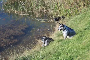 zwei Hunde am Orange River