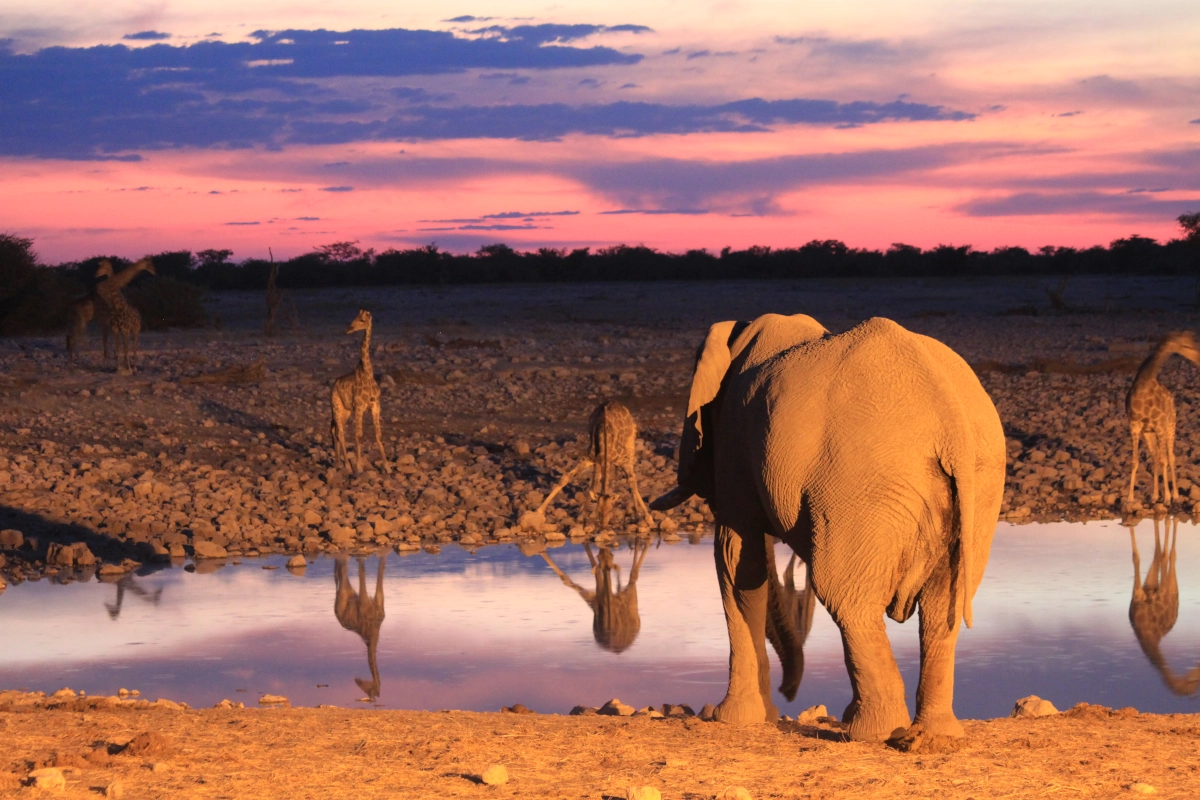 Elefanten und Giraffen trinken an einem Wasserloch nachts im Etosha Nationalpark